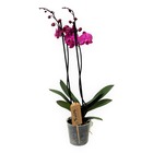 Phalaenopsis - orchidée pourpre - plante d'intérieur à fleurs - aime les chats - pot 12cm - hauteur 50-60cm