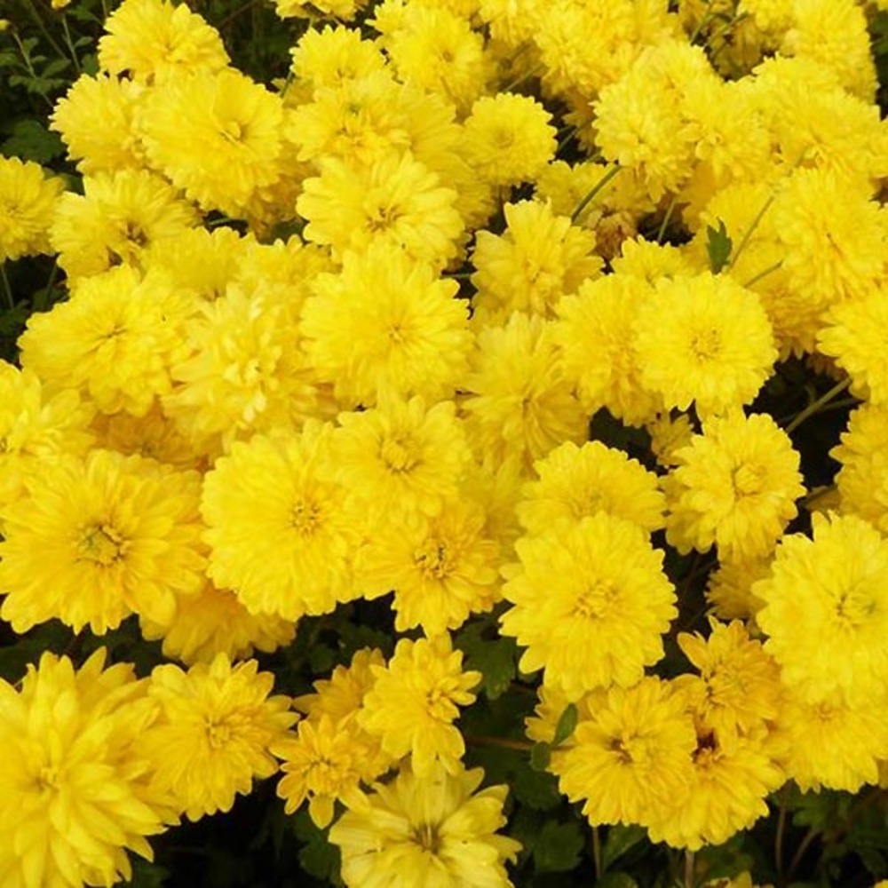 Chrysanthème des jardins 'citronella' godet de 8/9 cm