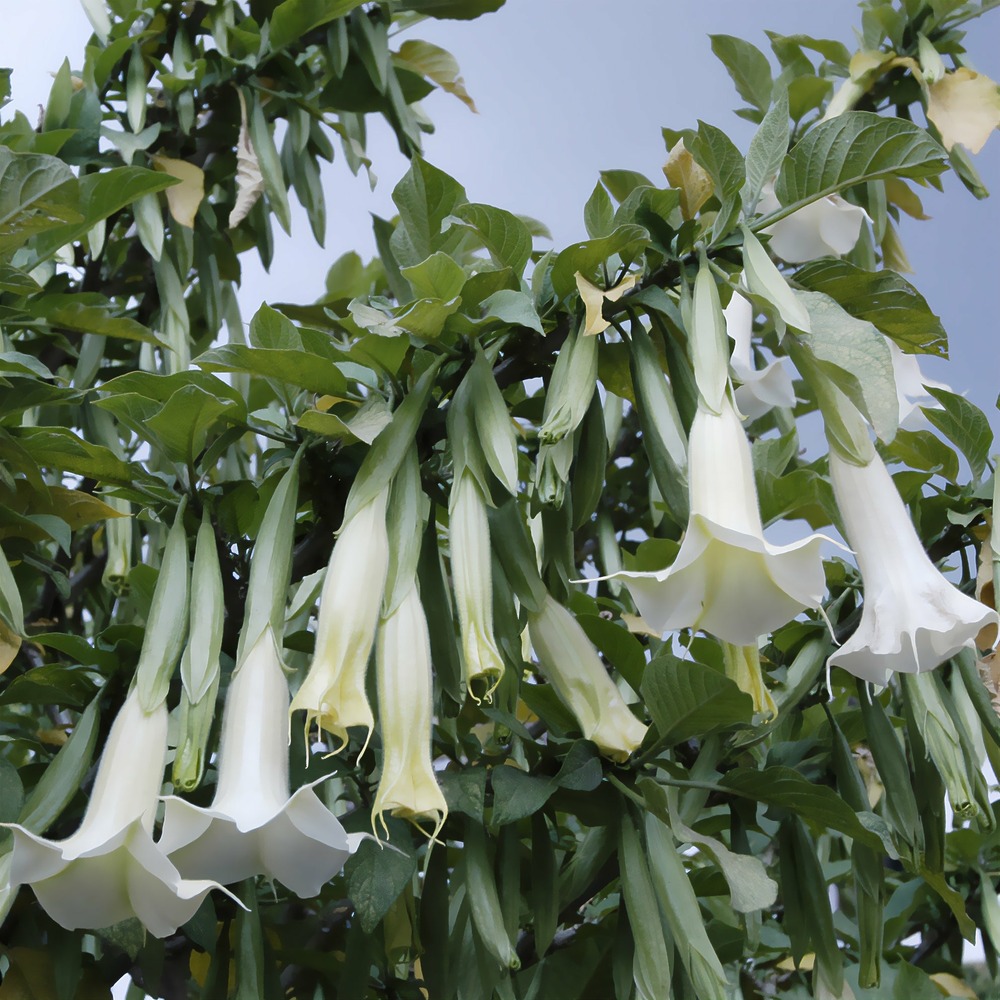 Brugmansia blanc - le pot / ø 9cm, vendu par lot de 4