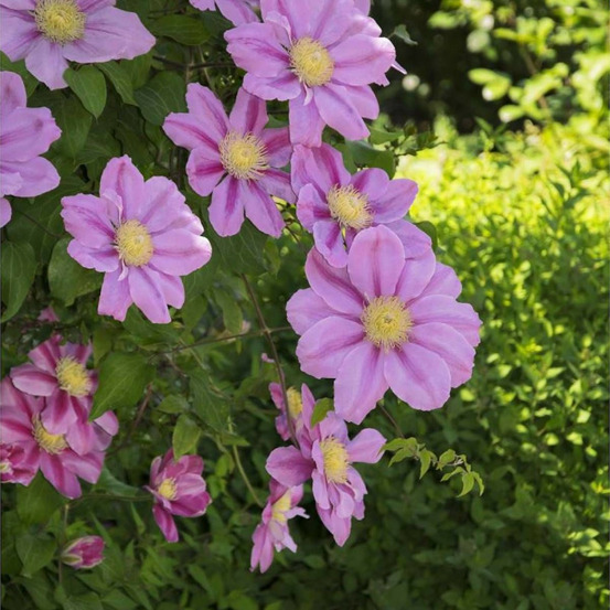 Clématite pink beauty pot de 1,5l - tuteur bambou 30/60 cm