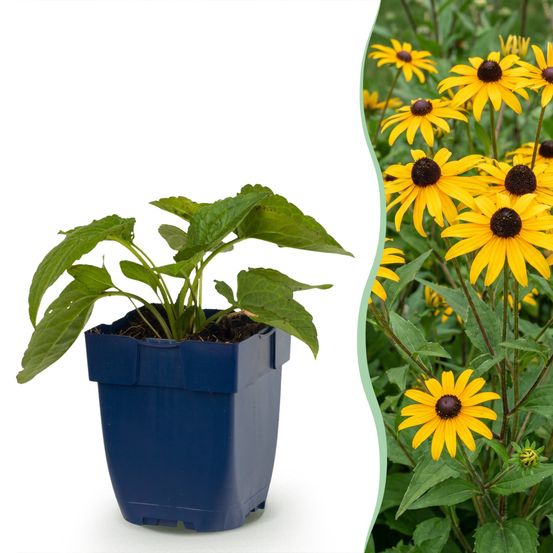 Rudbeckia goldsturm - 12 plants - h 15-25 cm, pot ø11 cm