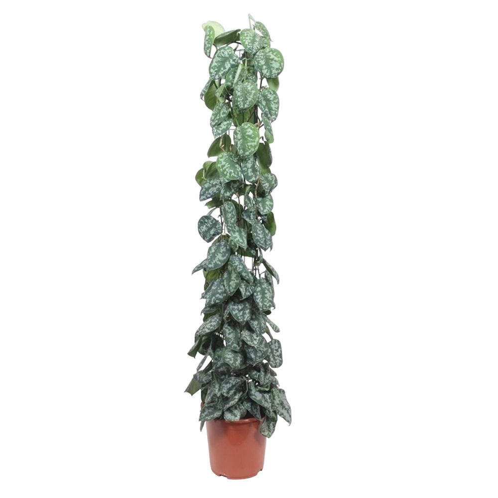 Scindapsus pictus trebie - plantes d'intérieur