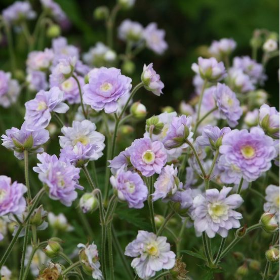 Géranium vivace des près 'summer skies' godet de 8/9 cm