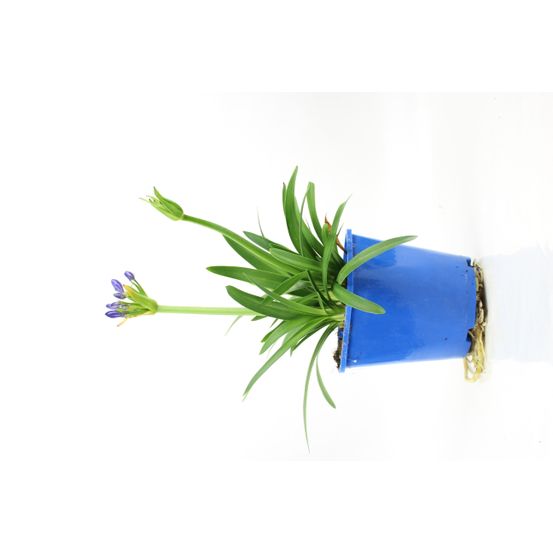 Agapanthe pot 2 l bleu