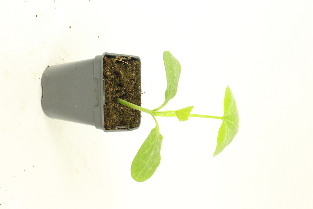 Courge musquée d'hiver de Provence pot 0,5 l