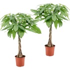 Pachira aquatica - set de 2 - plantes d'intérieur - arbres à monnaie - pot 17cm - hauteur 60-70cm