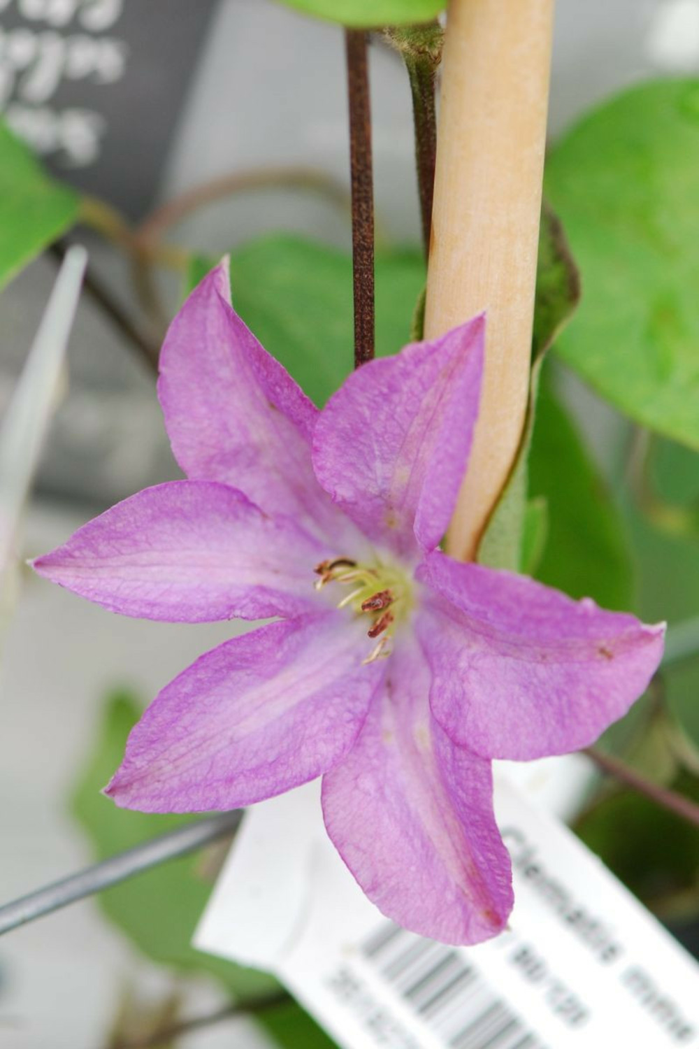Clématite 'mme baron veillard' - en pot de 3 litres