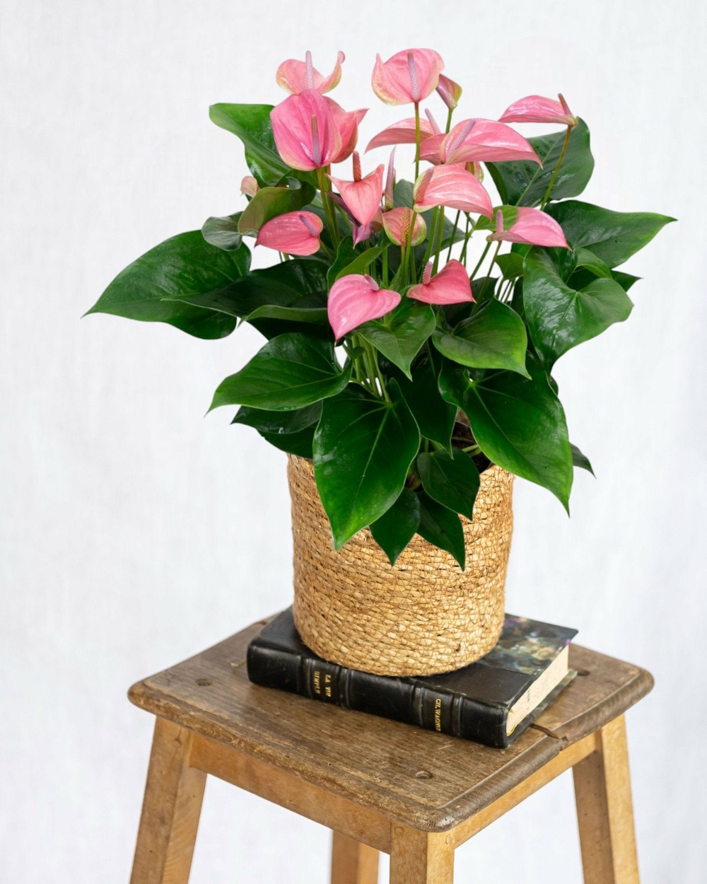 Anthurium rose poudré 55cm - plante d'intérieur