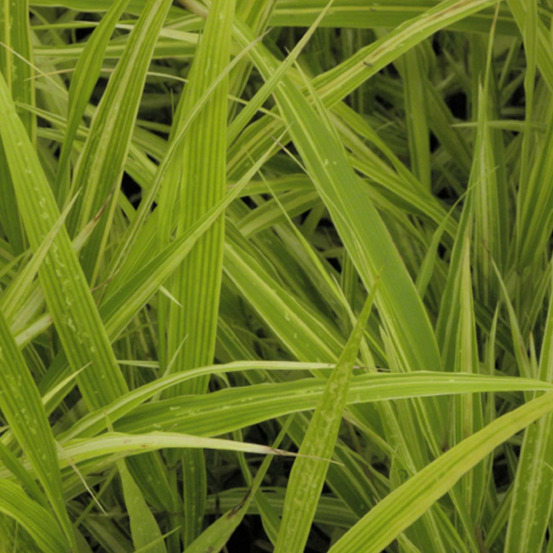 Herbe du japon albostriata lot de 5 godets