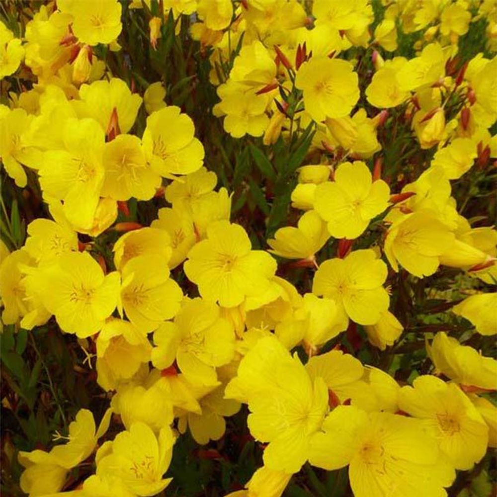 Oenothère, onagre 'sonnenwende' pot de 2l/3l