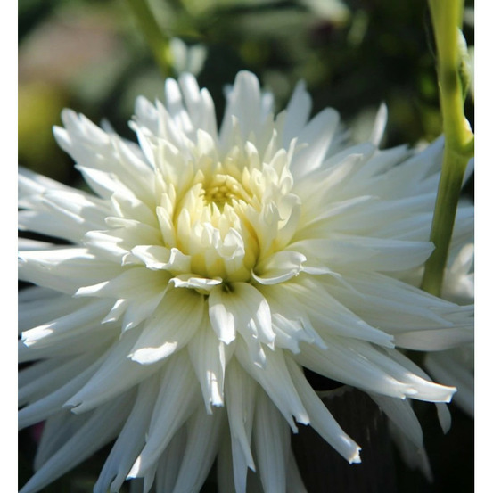 Bulbe de dahlia décoratif albion sachet de 1 bulbe