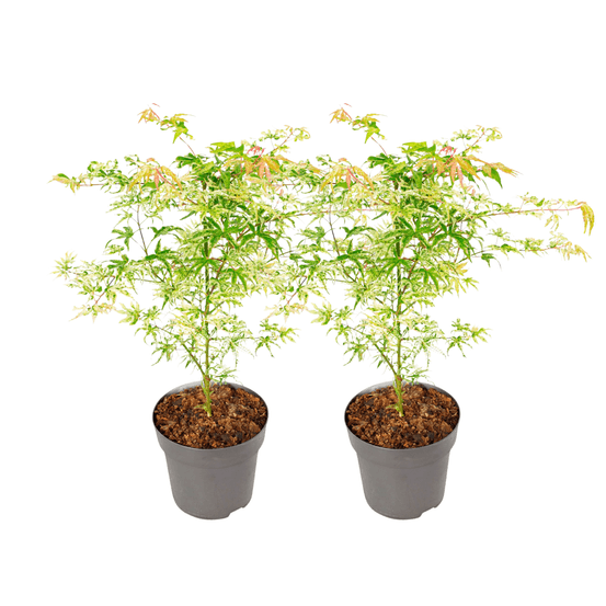Érable du japon - set de 2 - acer palmatum 'orange dream' - h60-70cm - ⌀19cm