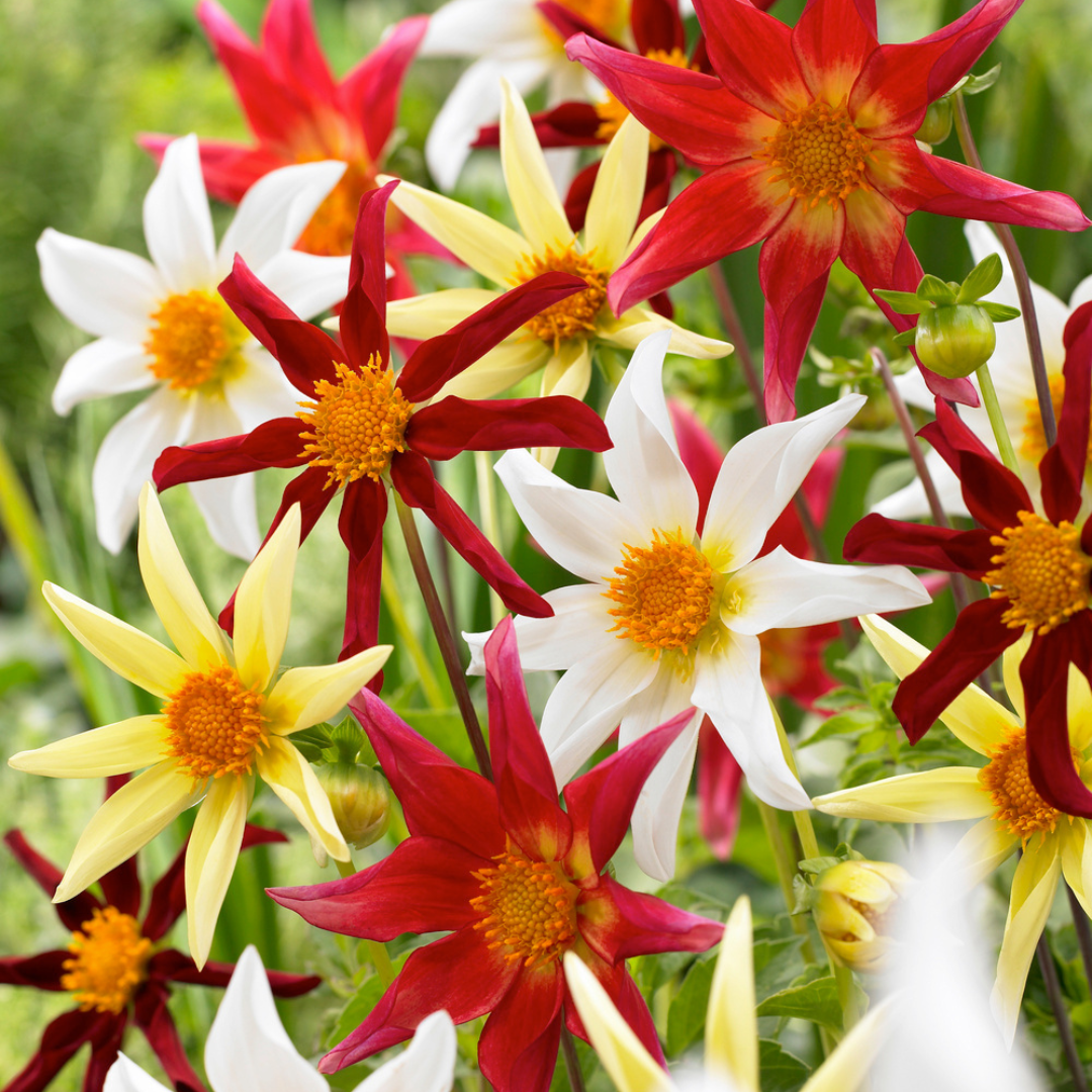 Dahlia 'honka mix' - lot de 6 - tubercules - bloomers d'été - multicolore