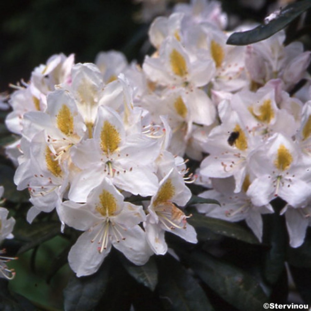 Rhododendron 'madame masson' pot de 4l/5l