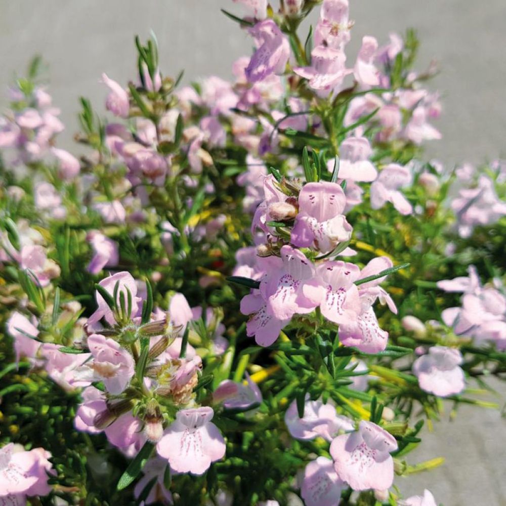 Faux romarin 'little rosie' pot de 3l/4l