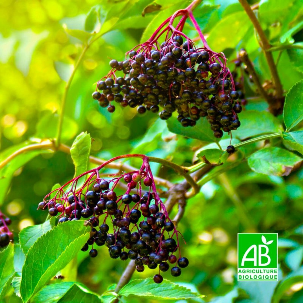 Sureau noir 'korsor' bio (sambucus nigra 'korsor')