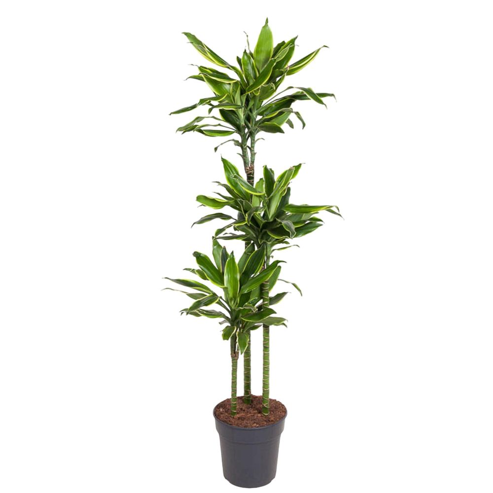 Dracaena golden coast - plantes d'intérieur