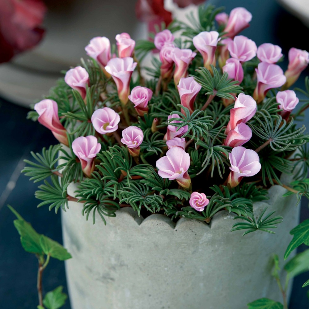 5 oxalis automne rose - le sachet de 5 bulbes / circonférence 5cm+, vendu par lot de 2