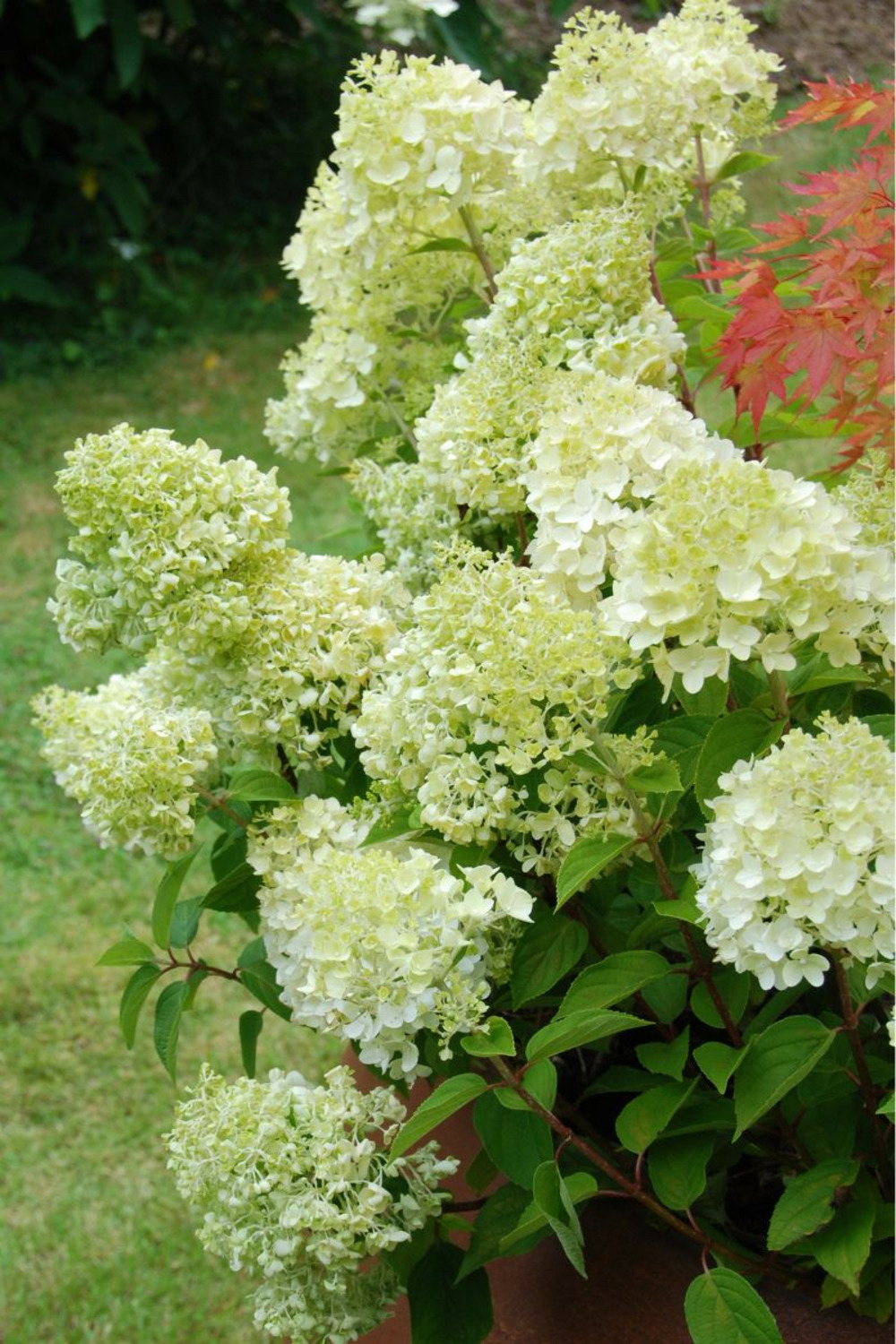 Hortensia 'lemonlight ?' - en pot de 5 litres
