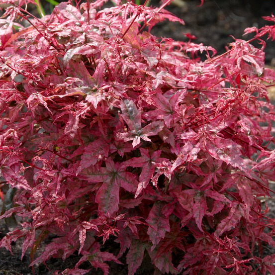 Erable du japon beni maiko - le pot / 3l / hauteur livrée 40-50cm