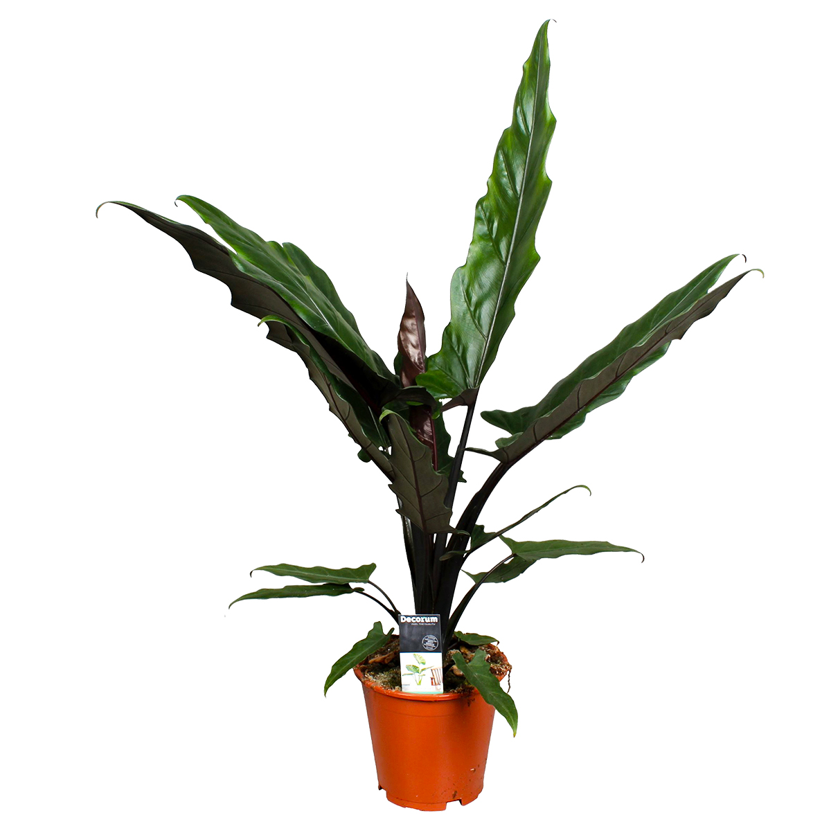 Alocasia 'lauterbachiana' -oreille d'éléphant - plante d'intérieur en pot de pépinière ⌀19 cm - ↕60-70 cm