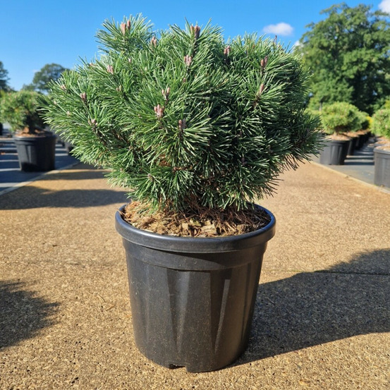 Pin de montagne 'mops' pot 8l 25/30cm - pinus mugo mops