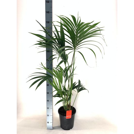 Howea forsteriana - h130 cm - ø24 cm