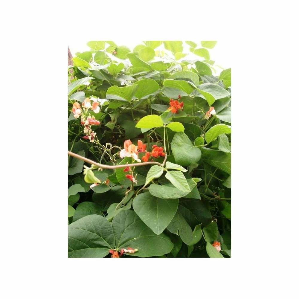 Haricot d'Espagne en mÃ©lange