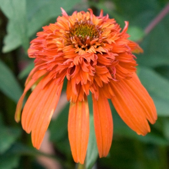 Rudbeckia pourpre 'hot papaya' godet de 8/9 cm