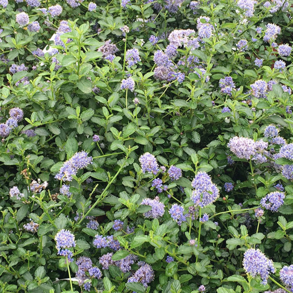 Lilas de californie tapissant - ceanothus thyrsiflorus repens - 40-50 cm pot