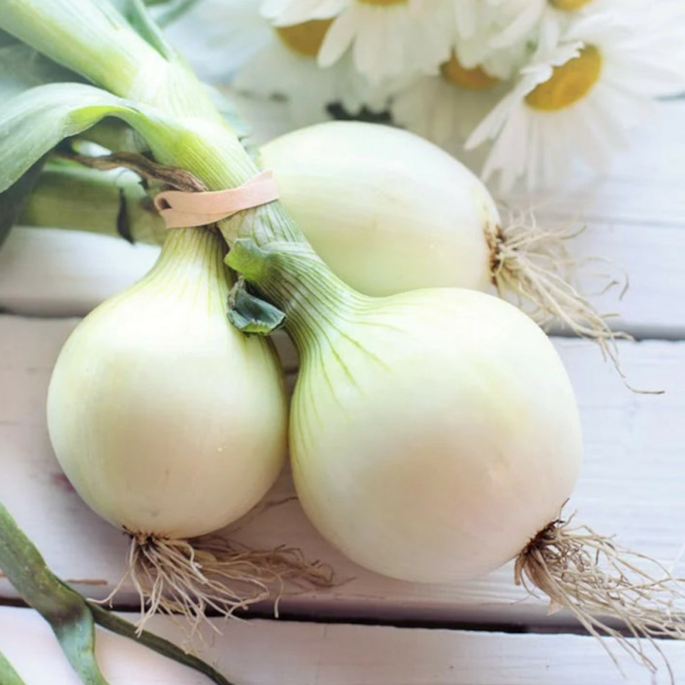 Graines d'oignon blanc de printemps parisien - vilmorin sachet