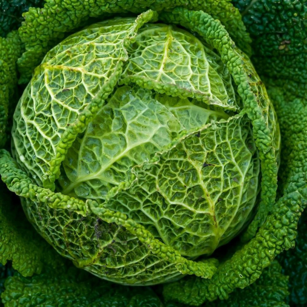 Graines de chou de milan gros des vertus 4 - vilmorin sachet