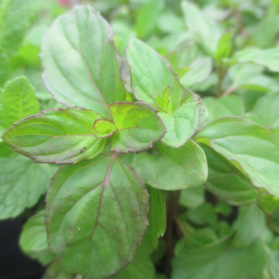 Menthe poivrée 'eau de cologne' godet de 7/8 cm