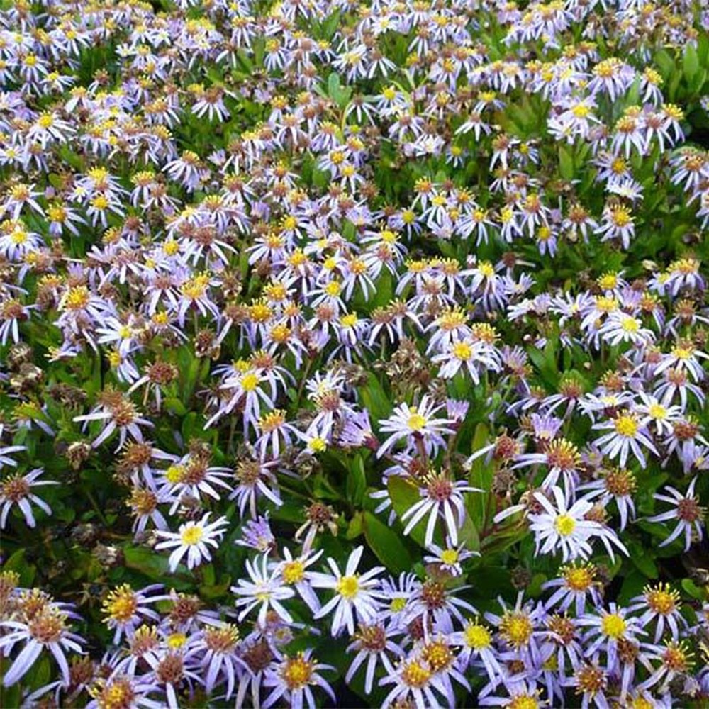 Kalimeris incisa 'nana blue' godet de 8/9 cm