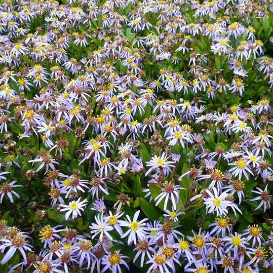 Kalimeris incisa 'nana blue' godet de 8/9 cm