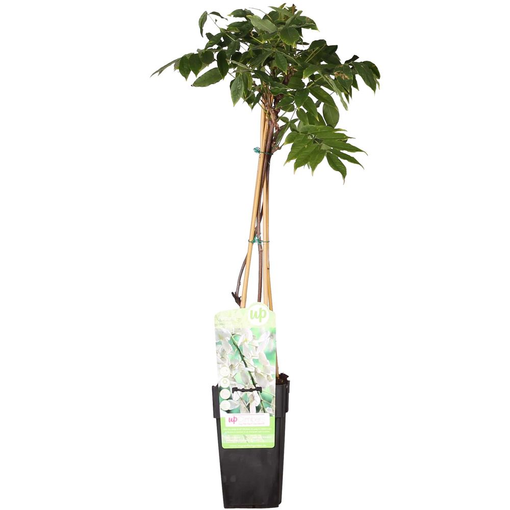 Wisteria floribunda 'longissima alba' - pluie blanche - h65 cm - ø15 cm - plante d'extérieur