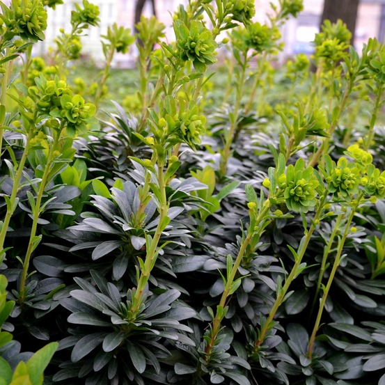 Euphorbe des bois 'robbiae' godet de 8/9 cm