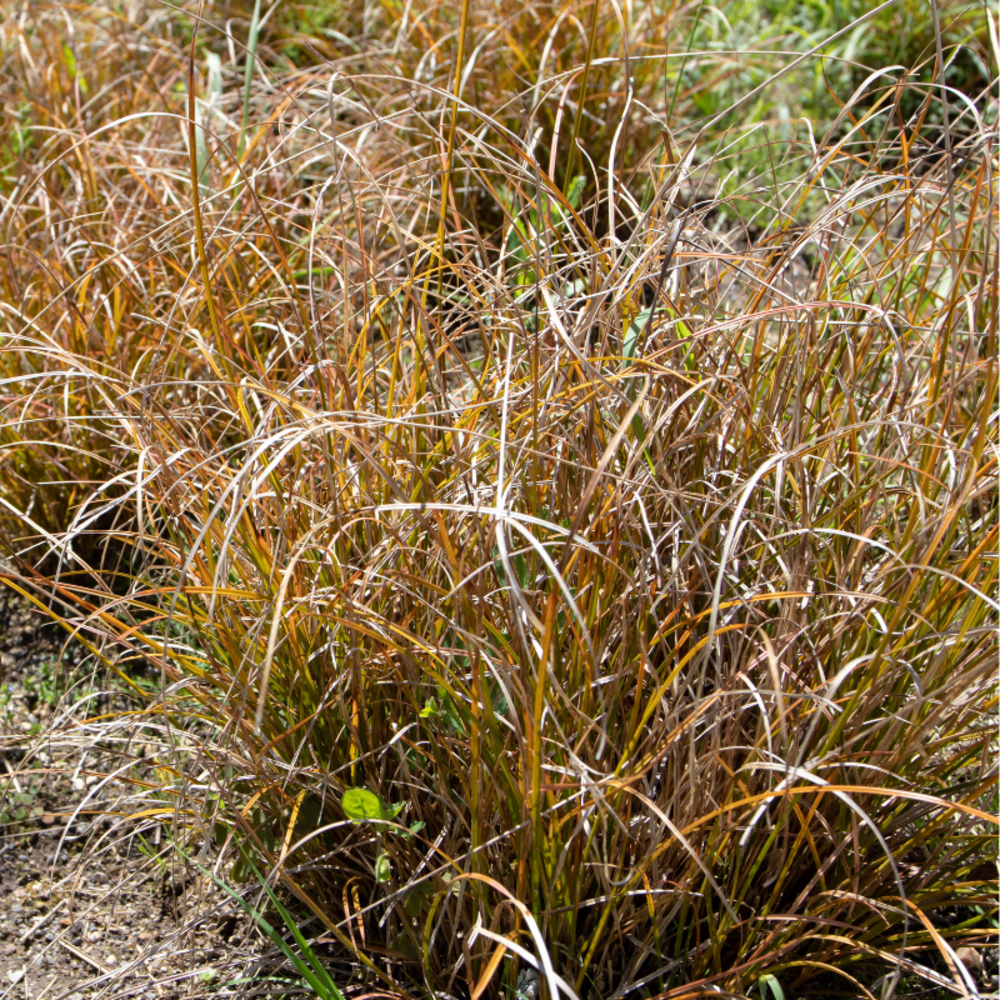 Laîche testacée prairie fire - carex testacea prairie fire30/40 cm godet 9cm