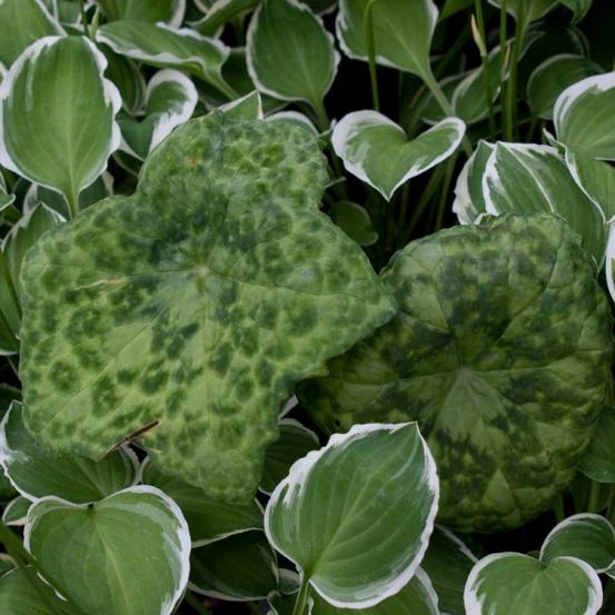 Podophylle 'spotty dotty'® pot de 1l/1,5l