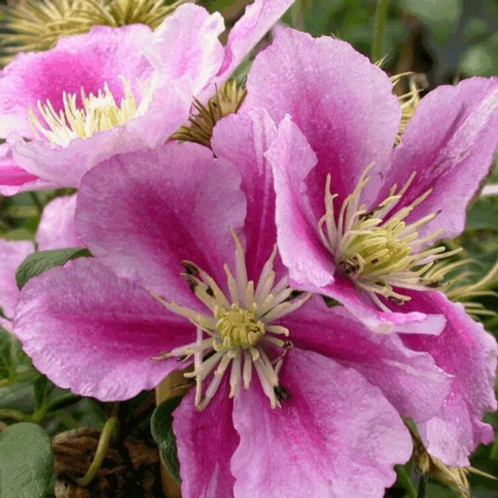 Clematite - clematis little duckling 70cm