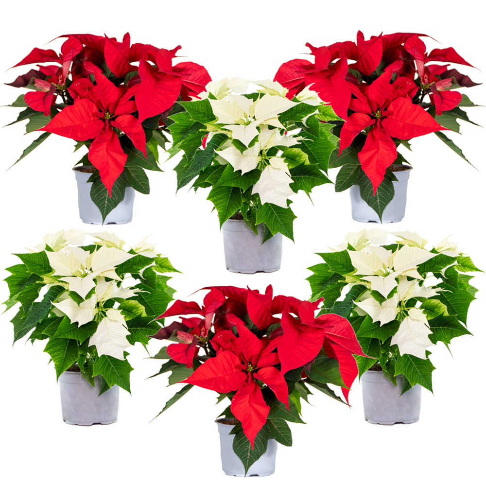Fleurs de noël - poinsettia - plante d'appartement - rouge/blanche - par 6 pièces - ⌀10,5 cm - ↕ 35 cm
