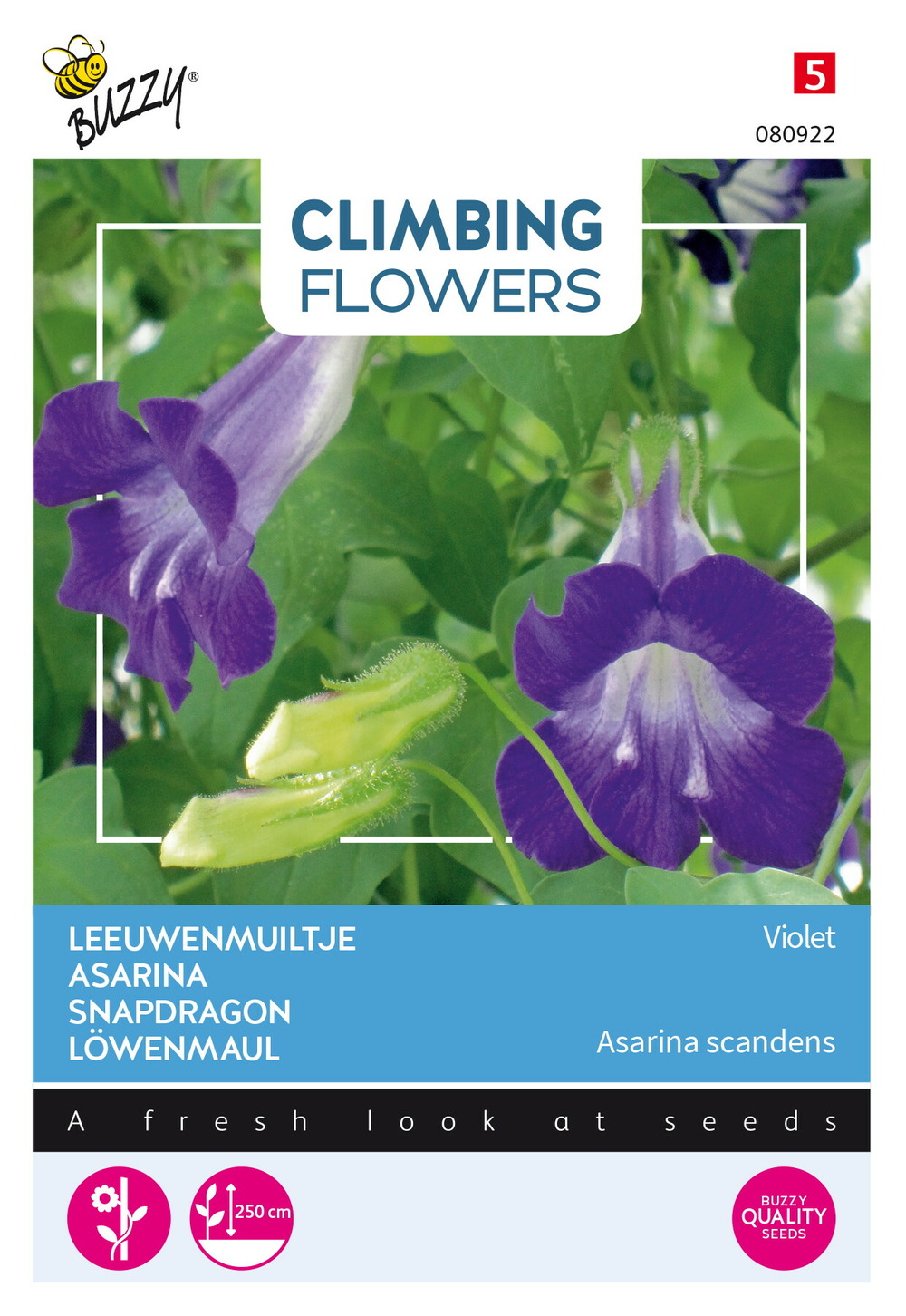 Buzzy climbing flowers, asarina violet - ca. 10 graines (livraison gratuite)