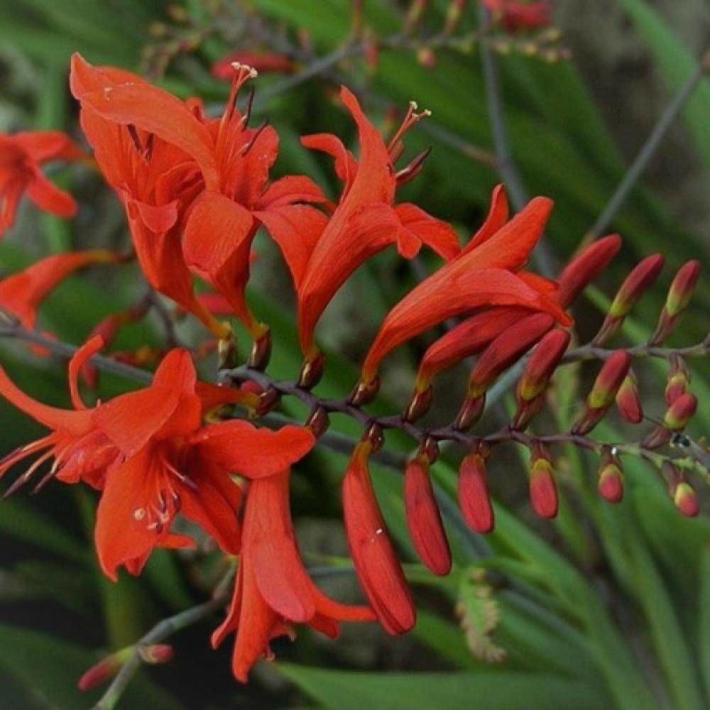 Crocosmia lucifer lot de 5 godets