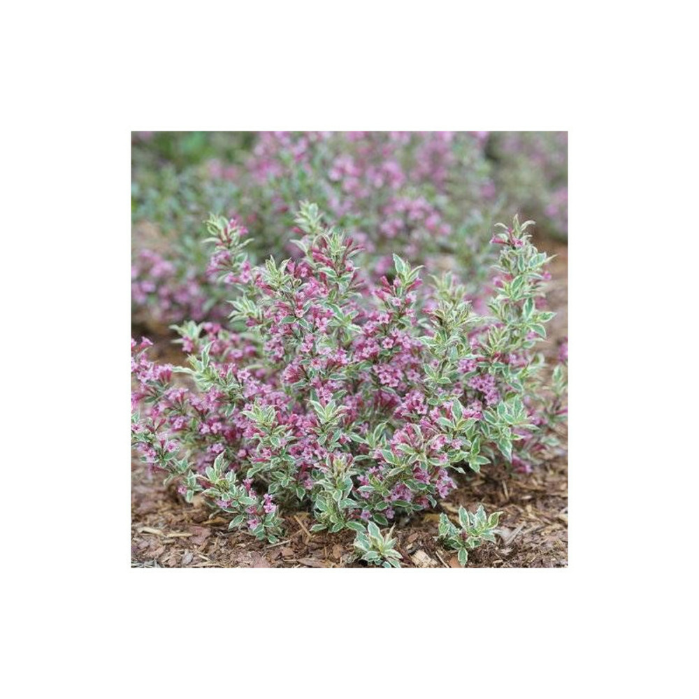 Weigela all summer® monet 'verweig8', weigelia pot de 4l - 40/60 cm