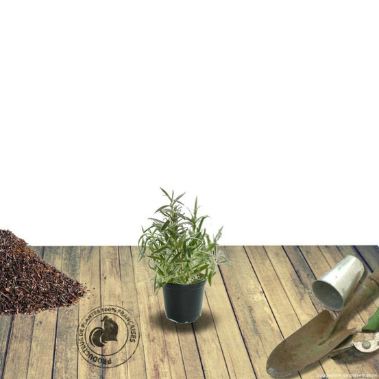 Véronique en épi spicata pink damask lot de 3 godets