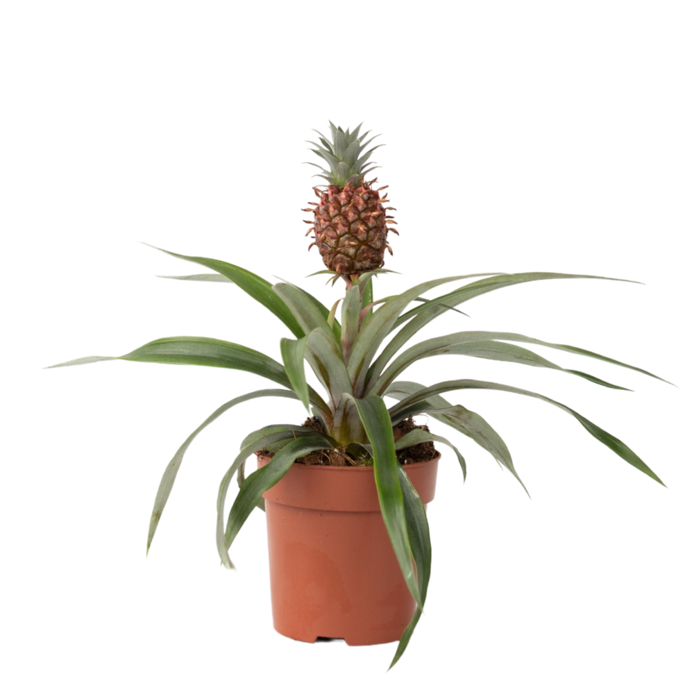Ananas d'ornement - ananas comosus 'mi amigo' - hauteur 35-45cm - ⌀12cm