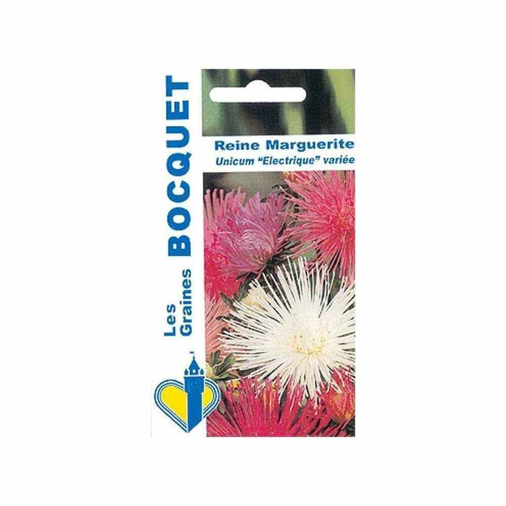 Reine marguerite unicum - electrique variée