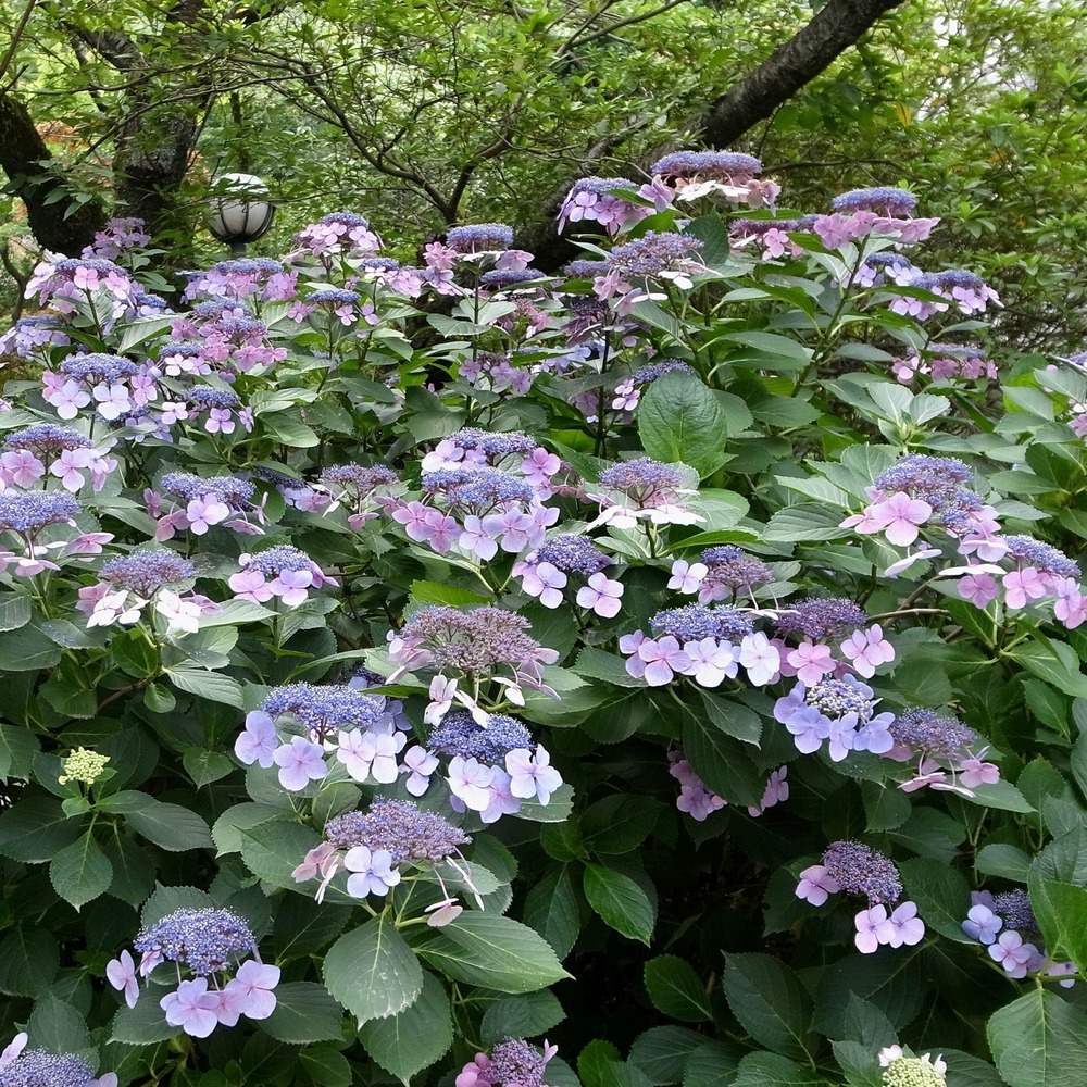 Hortensia blueberry cheesecake - le pot / ø 13cm / 3-5 branches