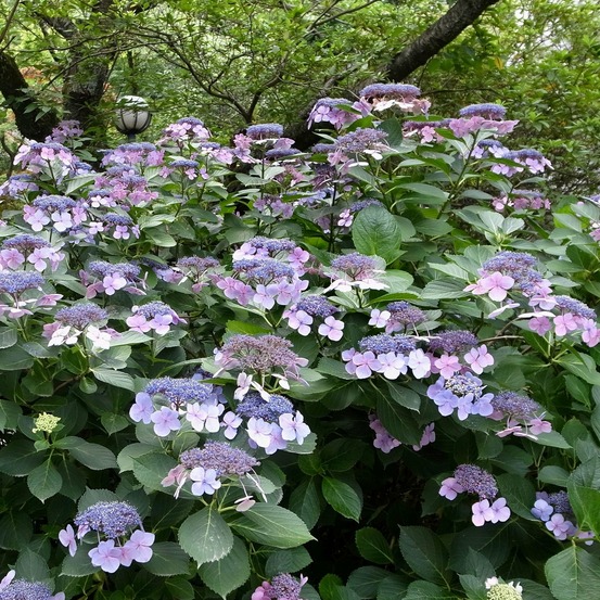 Hortensia blueberry cheesecake - le pot / ø 13cm / 3-5 branches