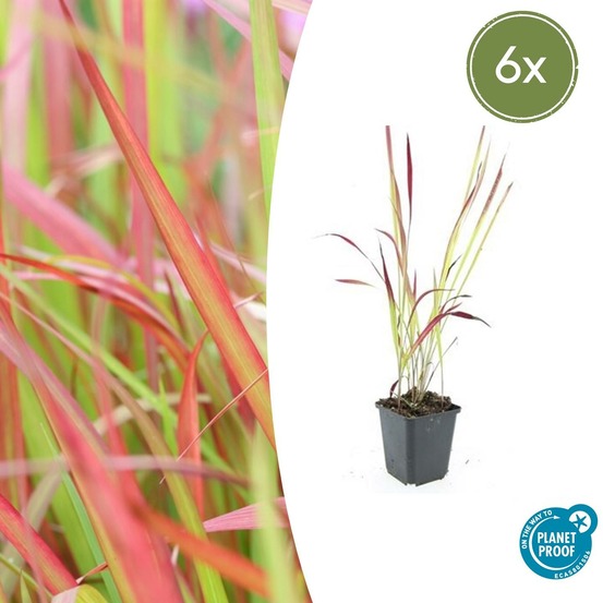 Imperata herbe sanglante 'red baron' x6 – entre 0,38 et 0,5m2